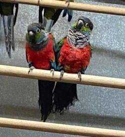 Lost Conure