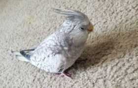 Lost Cockatiel