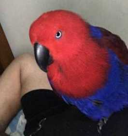 Lost Eclectus