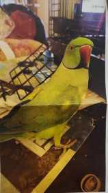 Lost African Ringneck Parakeet