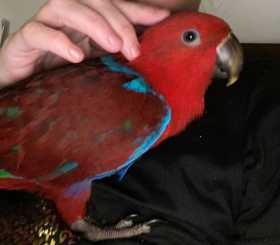 Lost Eclectus