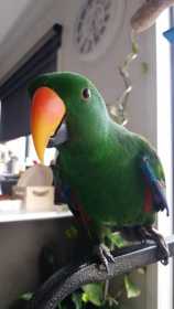 Lost Eclectus