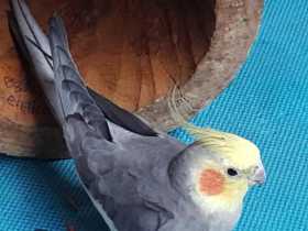 Lost Cockatiel