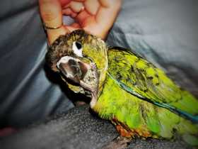 Lost Conure