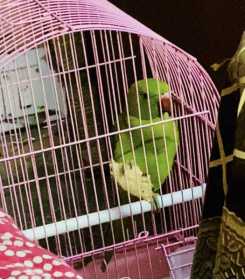 Lost Indian Ringneck Parakeet