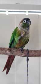 Lost Conure