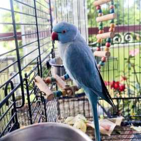 Lost Indian Ringneck Parakeet