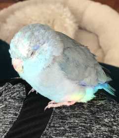 Lost Parrotlet