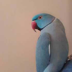 Lost Indian Ringneck Parakeet