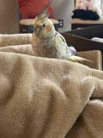 Lost Cockatiel