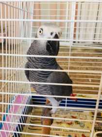 Lost African Grey