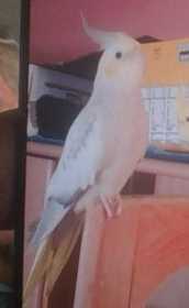 Lost Cockatiel