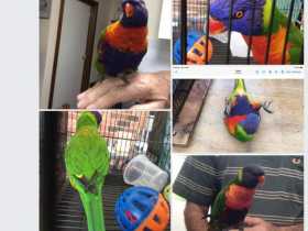 Lost Lory / Lorikeet