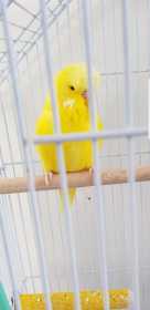 Lost Budgerigar