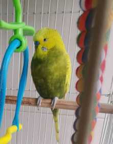 Lost Budgerigar