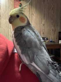 Lost Cockatiel