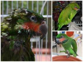 Lost Long-tailed Parakeet