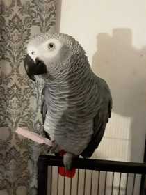 Lost African Grey