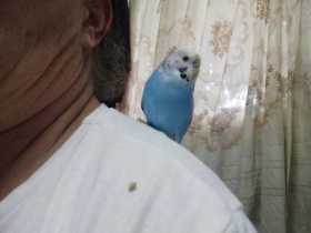 Lost Budgerigar