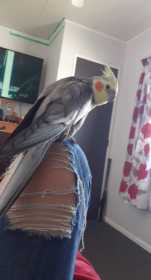 Lost Cockatiel