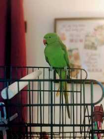 Lost Indian Ringneck Parakeet
