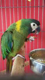 Lost Macaw