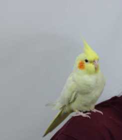 Lost Cockatiel