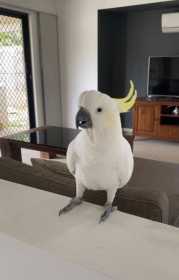 Lost Cockatoo