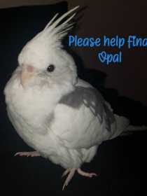 Lost Cockatiel