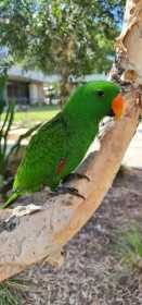 Lost Eclectus