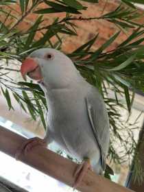 Lost Indian Ringneck Parakeet