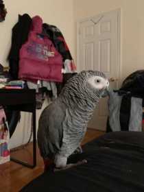 Lost African Grey