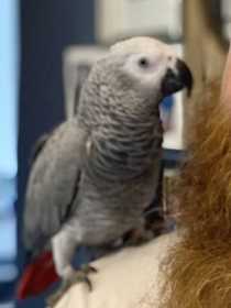Lost African Grey