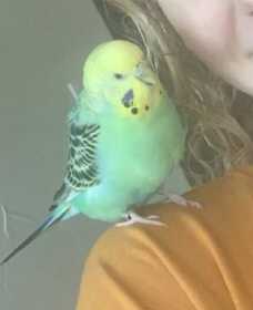 Lost Parakeet