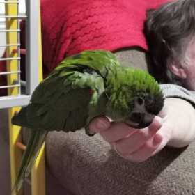 Lost Macaw
