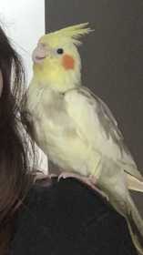 Lost Cockatiel