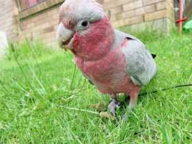Lost Galah Cockatoo