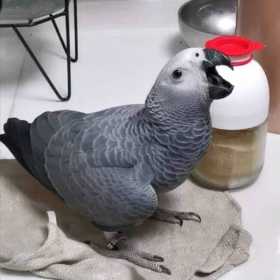 Lost African Grey