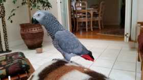 Lost African Grey