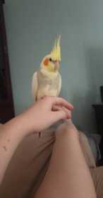 Lost Cockatiel