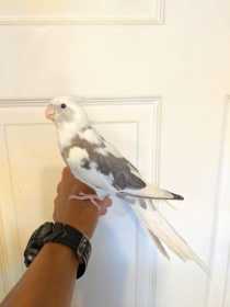 Lost Cockatiel