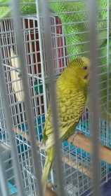Lost Budgerigar