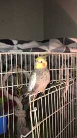 Lost Cockatiel