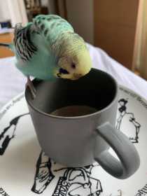 Lost Budgerigar