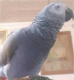 Lost African Grey
