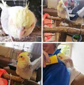 Lost Cockatiel