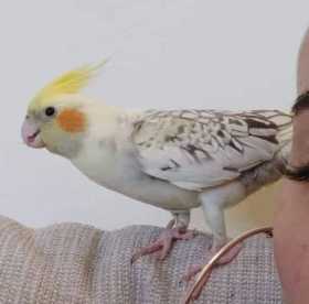 Lost Cockatiel