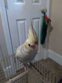 Lost Cockatiel