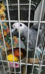 Lost African Grey