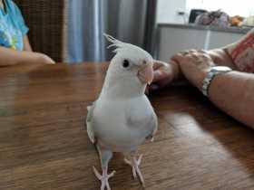 Lost Cockatiel